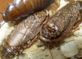 Mokslininkai nustebo: po poravimosi tarakonai vienas kitam suėda sparnus