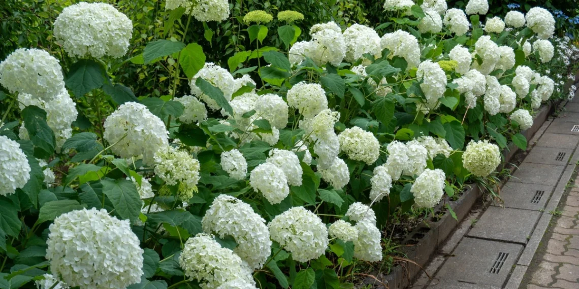 Padarykite tai kovą: hortenzijos vasarą džiugins gausiais žiedais