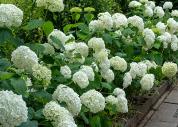 Padarykite tai kovą: hortenzijos vasarą džiugins gausiais žiedais