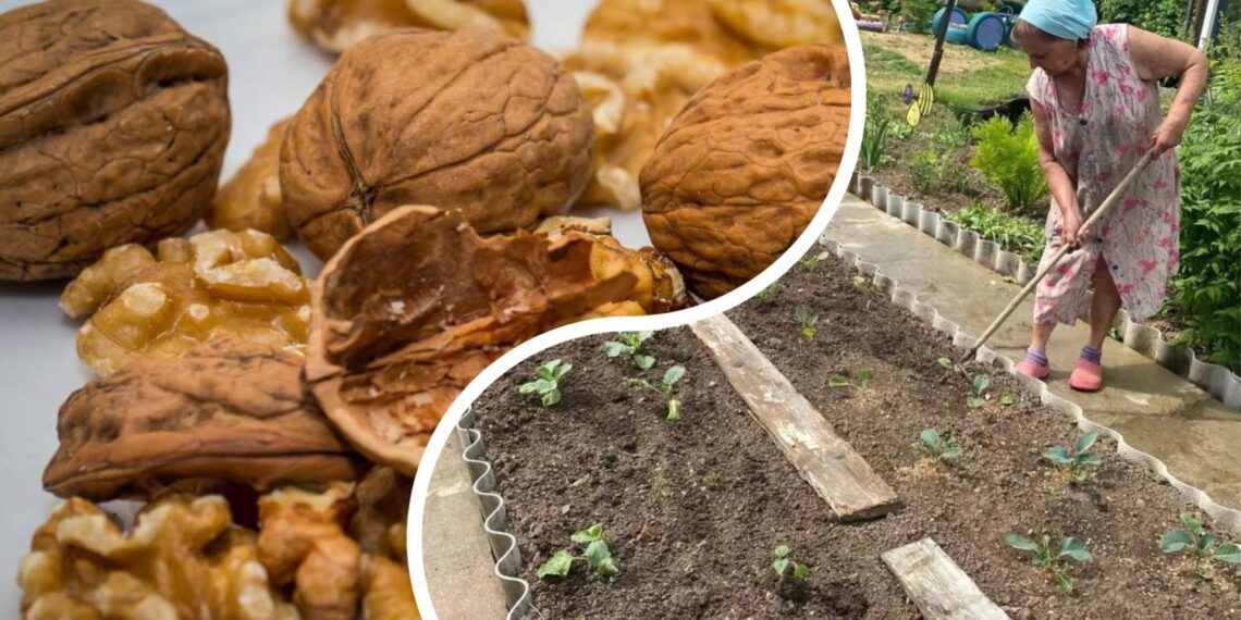 Neskubėkite išmesti graikinių riešutų lukštų: daržininkai atskleidė netikėtą jų naudą