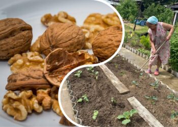 Neskubėkite išmesti graikinių riešutų lukštų: daržininkai atskleidė netikėtą jų naudą