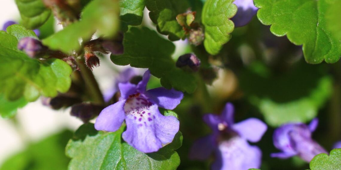Močiutės jį dėdavo į sultinį, o mes raunam kaip piktžolę: šis augalas pakeis druską
