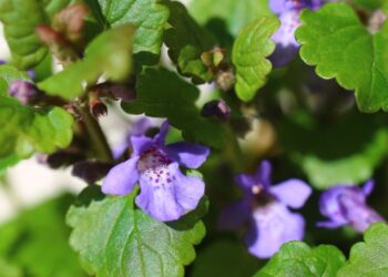 Močiutės jį dėdavo į sultinį, o mes raunam kaip piktžolę: šis augalas pakeis druską