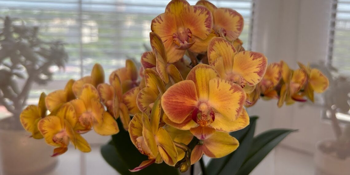 Orchidėja gali sužydėti dar gausiau: išbandykite paprastą triuką su česnaku