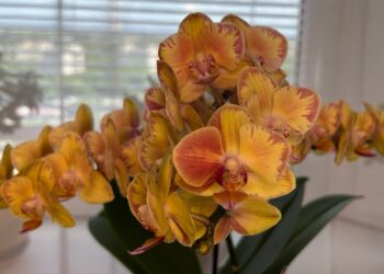 Orchidėja gali sužydėti dar gausiau: išbandykite paprastą triuką su česnaku