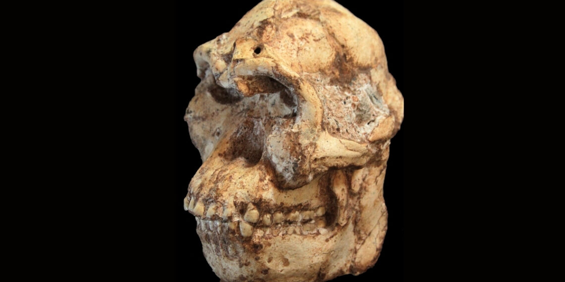 Mokslininkai atkūrė 3,7 mln. metų senumo žmogaus protėvio veidą: rezultatas nustebino