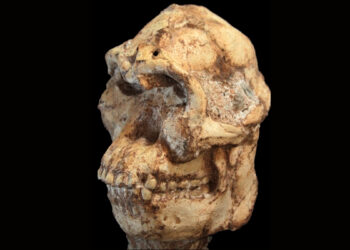 Mokslininkai atkūrė 3,7 mln. metų senumo žmogaus protėvio veidą: rezultatas nustebino