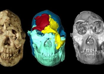 Mokslininkai atkūrė 3,67 mln. metų senumo žmogaus veidą: rezultatas nustebino net tyrėjus