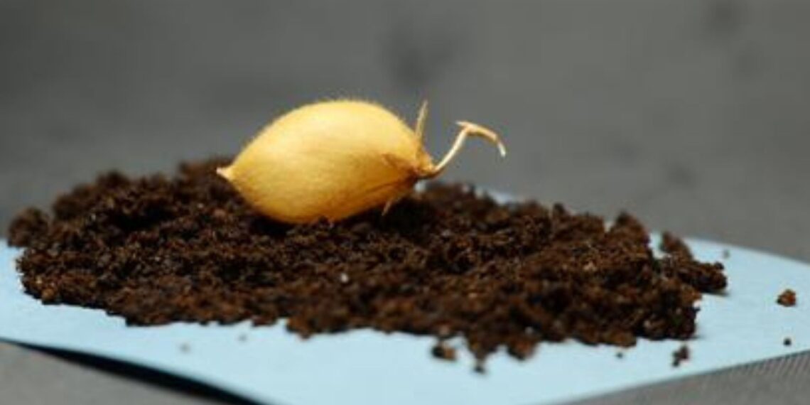 Mokslininkus nustebino eksperimentas: avinžirniai sudygo Mėnulio dirvožemio imitacijoje