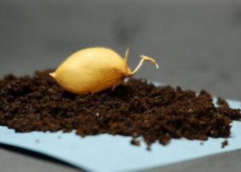 Mokslininkus nustebino eksperimentas: avinžirniai sudygo Mėnulio dirvožemio imitacijoje