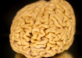 Mokslininkai nustebo: itin garbaus amžiaus žmonių aštraus proto paslaptis – atsinaujinančios smegenų ląstelės