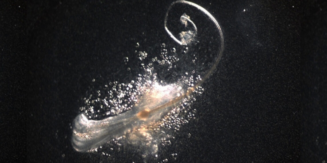 Mokslininkai pasiekė proveržį: laboratorijoje pirmą kartą užauginti nauji plaukai