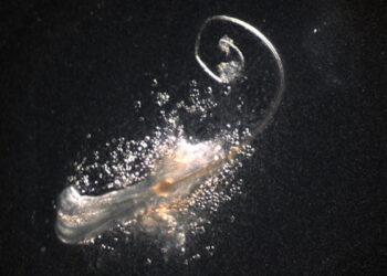 Mokslininkai pasiekė proveržį: laboratorijoje pirmą kartą užauginti nauji plaukai