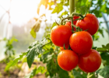 Mokslininkai sukūrė neįprastus pomidorus: jie kvepia tarsi spragėsiai