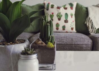 Kambariniai augalai gali daugiau, nei manėme: mažina karštį ir gerina oro kokybę