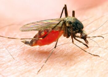 Tyrimas atskleidė: uodai žmonių krauju maitinosi jau prieš 1,8 mln. metų