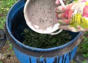 Paprasta namų trąša daržui: vos vienas litras į dešimt litrų vandens gali padaryti stebuklus