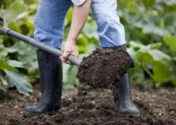Ekspertai įspėja: 7 klaidos, kurias dažniausiai daro pradedantys daržininkai