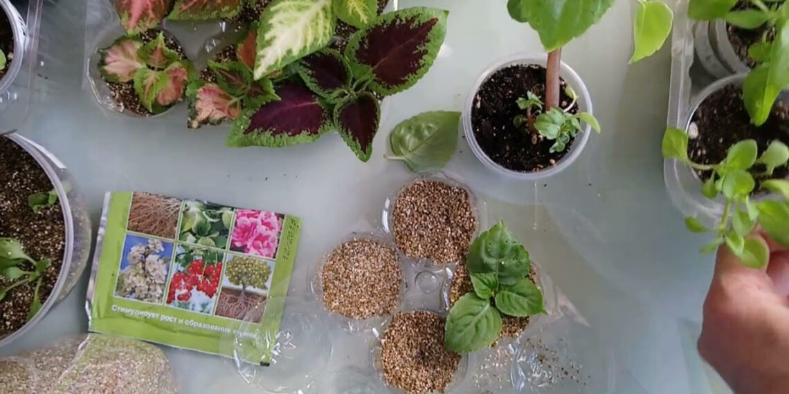 Nebeperku sodinukų: paprastas būdas namuose įsišaknyti rožes, serbentus ir net orchidėjas