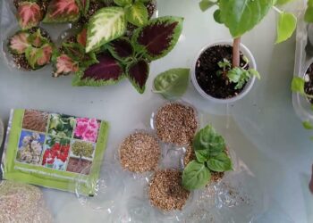 Nebeperku sodinukų: paprastas būdas namuose įsišaknyti rožes, serbentus ir net orchidėjas