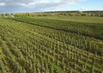Šis greitai augantis medis gali per kelerius metus visiškai pakeisti jūsų sodą
