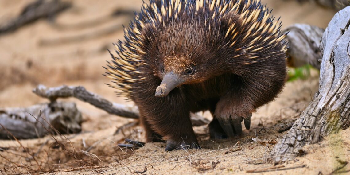 Internetas sužavėtas: šis retas gyvūnas primena garsų „Pokemon“ personažą