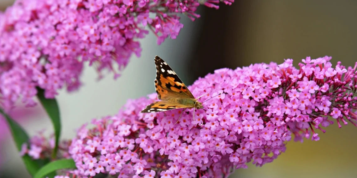 Neskubėkite genėti budlėjos: vienas netinkamas pjūvis gali kainuoti žiedus