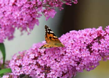 Neskubėkite genėti budlėjos: vienas netinkamas pjūvis gali kainuoti žiedus