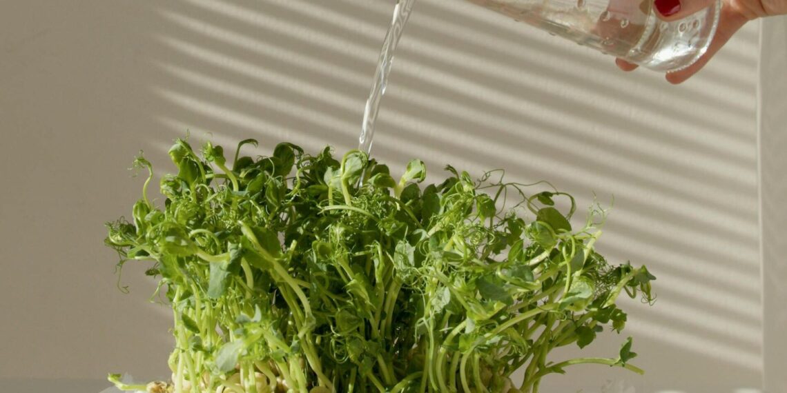 Paprastas tirpalas su kiaušinių lukštais sustiprino daigus: rezultatas nustebino