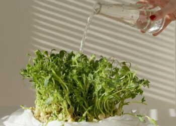 Paprastas tirpalas su kiaušinių lukštais sustiprino daigus: rezultatas nustebino