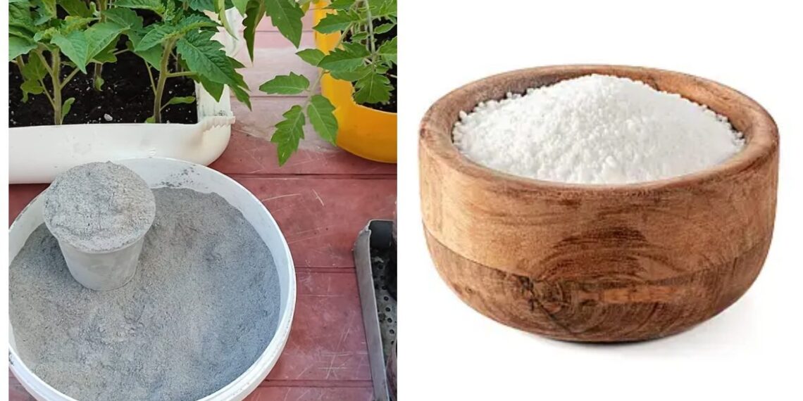 Pamirškite actą: šie milteliai su pelenais veikia efektyviau