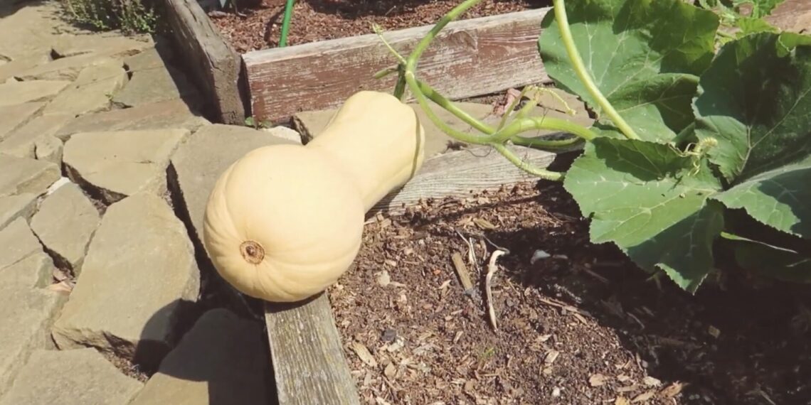 Atradau moliūgų veislę su ananaso skoniu – dabar ji auga mano darže kasmet