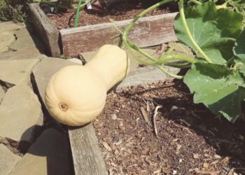 Atradau moliūgų veislę su ananaso skoniu – dabar ji auga mano darže kasmet