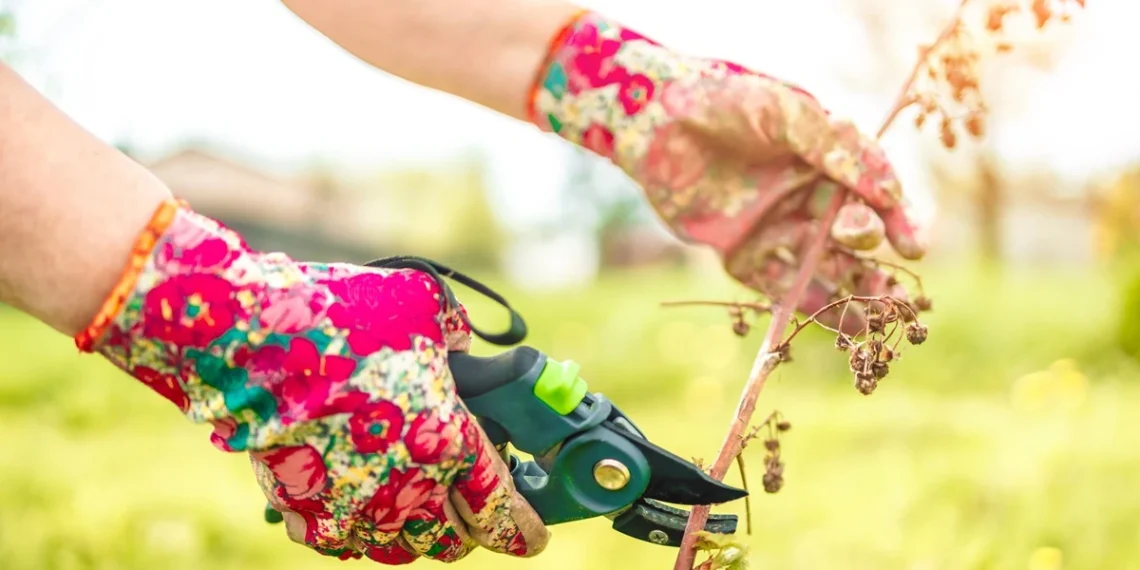 Daugelis genėja per anksti arba per vėlai: kaip nepražudyti aviečių derliaus