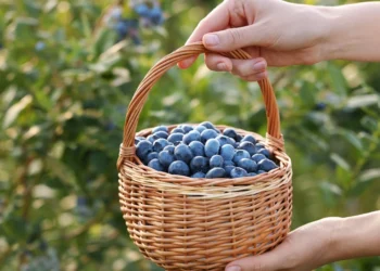 Sodininkų triukas: vienas virtuvinis skystis kovą gali smarkiai padidinti mėlynių derlių