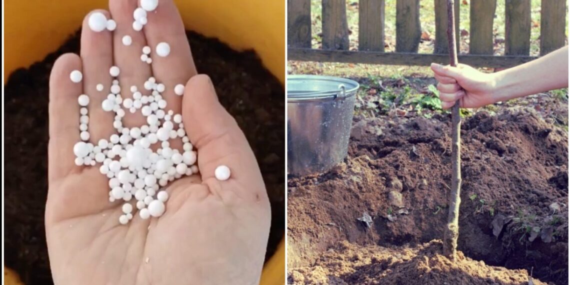 Paprastas triukas sodininkams: siuntinių putplastis gali apsaugoti daigus nuo šalnų