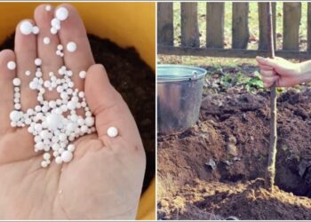 Paprastas triukas sodininkams: siuntinių putplastis gali apsaugoti daigus nuo šalnų