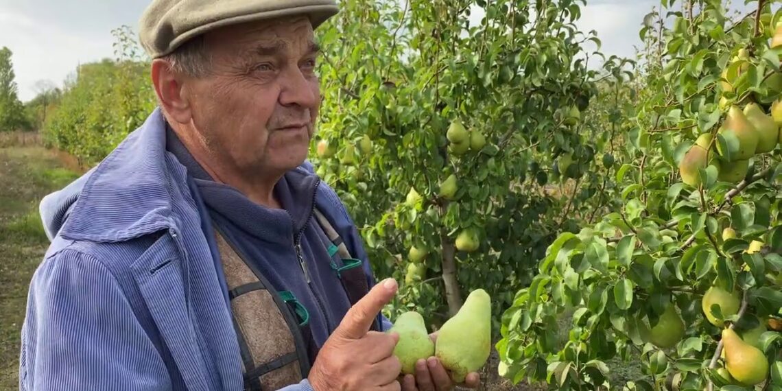 Pasodinote kriaušę, bet derliaus nesulaukiate? Patikrinkite, kas auga šalia