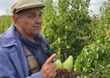 Pasodinote kriaušę, bet derliaus nesulaukiate? Patikrinkite, kas auga šalia