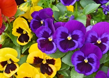 Pasodink šias gėles jau kovą – kai kaimynų balkonai dar tušti, taviškis skęs spalvose