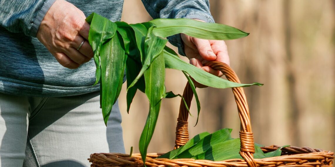 Pavasario hitas miškuose – meškinis česnakas: supainiojus gresia pavojus, o kai kur ir baudos