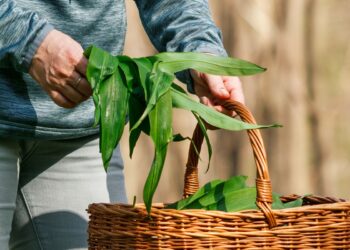 Pavasario hitas miškuose – meškinis česnakas: supainiojus gresia pavojus, o kai kur ir baudos