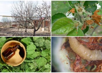 Pavasarį suaktyvėja kenkėjai: paprastas mišinys gali padėti apsaugoti medžius