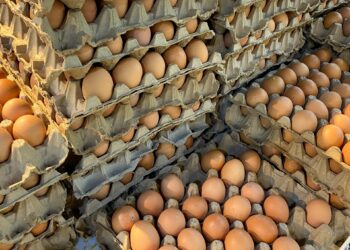 Perkate kiaušinius iš kaimo? Ši lukšto spalva gali įspėti apie vištos sveikatą