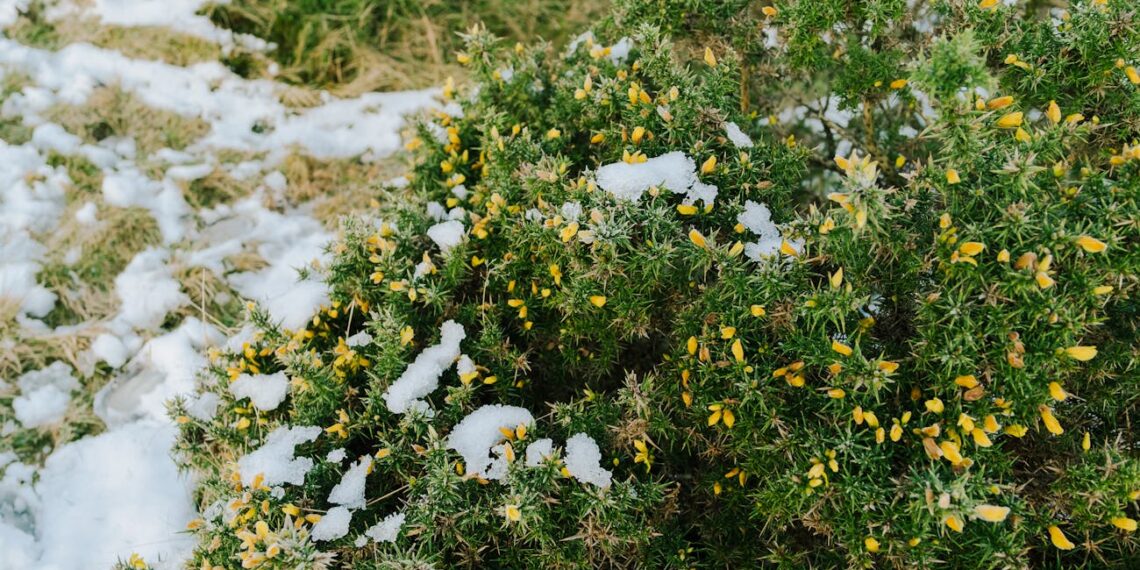 Jei ieškote ilgai žydinčios gėlės – ši nustebins net skeptikus