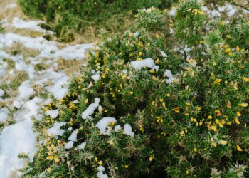 Jei ieškote ilgai žydinčios gėlės – ši nustebins net skeptikus