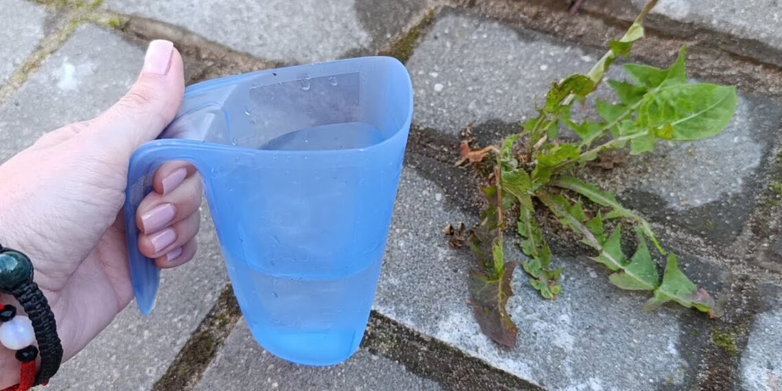 Piktžolės tarp plytelių nebeaugs: paprastas būdas, kuris veikia visus metus