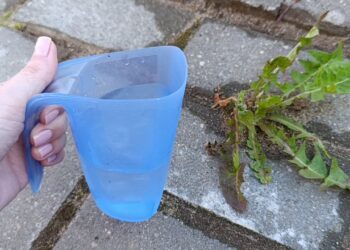 Piktžolės tarp plytelių nebeaugs: paprastas būdas, kuris veikia visus metus