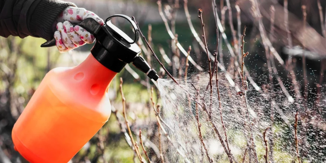 Paprastas tirpalas nuo amarų: sodininkai pataria panaudoti dar šiandien