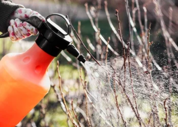 Paprastas tirpalas nuo amarų: sodininkai pataria panaudoti dar šiandien